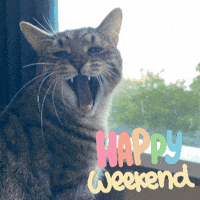 Happy Cat GIF
