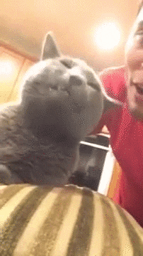 cat love GIF
