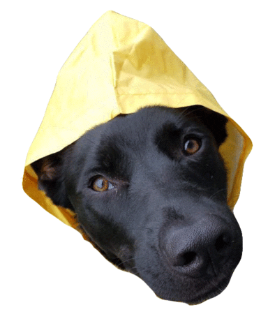 Gifsforgood Sticker by Red Beard