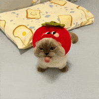 Xiaojie GIF