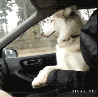 dog anything GIF