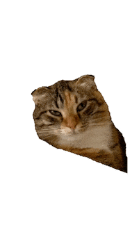 Cat Sticker