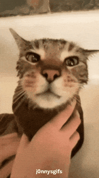 Cat Reeks GIF