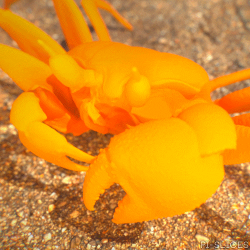 Summer 3D GIF by Pi-Slices