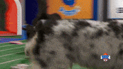 Animal Planet Football GIF by Puppy Bowl