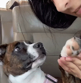 cuteanimalland giphyupload GIF