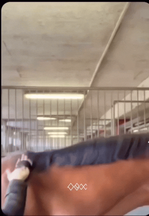 Crazy Horse What GIF