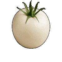 indociptaestetika tomato miriqa white tomato miriqa vitalia Sticker