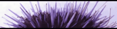 Waving Marine Science GIF by UC Davis Coastal and Marine Sciences Institute