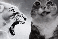 Cat Reaction GIF