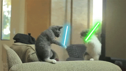 News MEI - Edição 23 - Gif de dois gatos lutando com um sabre de luz.