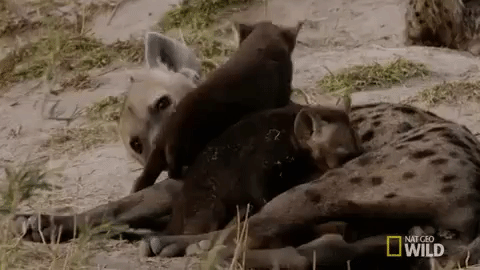 nat geo wild cubs GIF by Savage Kingdom