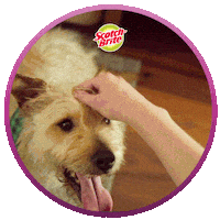 Scotchbrite Sticker by 3M