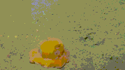 octopus tentacles GIF
