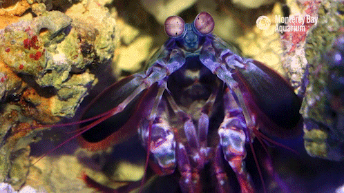 Looking Coral Reef GIF by Monterey Bay Aquarium