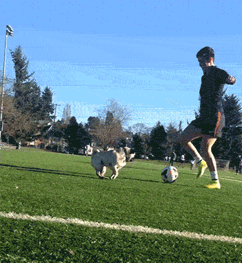reign fc pug GIF by Seattle Reign FC