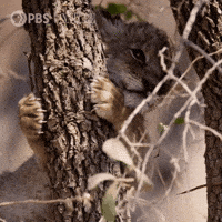 Explore Pbs Nature GIF by Nature on PBS