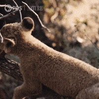 Falls Pbs Nature GIF by Nature on PBS