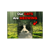 Catthefart Sticker