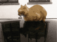 I Love You Cat GIF by ADWEEK