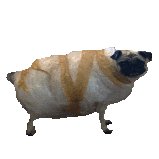 Dog Puppy Sticker by imoji