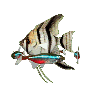 Angel Fish Aquarium Sticker