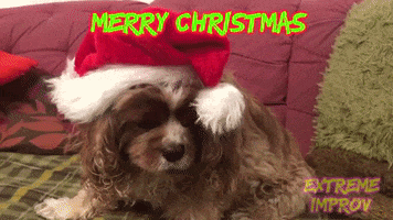 Merry Christmas Dog GIF by Extreme Improv