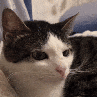 Cat Smirk GIF