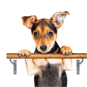 dog barre Sticker by Puppies Make Me Happy