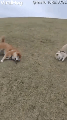 Silly Dogs Slide Down Grassy Hill