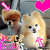friends GIF
