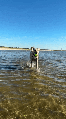 GIF by TSV 09 Gras-Ellenbach