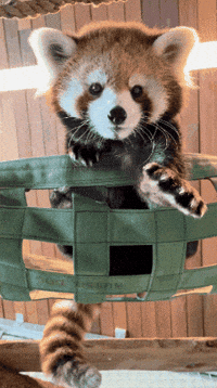 Red Panda Paw GIF by Valley Zoo Development Society