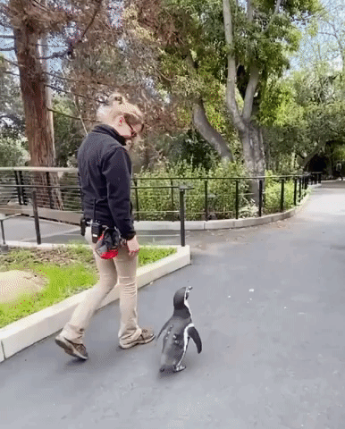 Humboldt Penguin Celebrates Sixth 'Hatch Day' at Santa Barbara Zoo