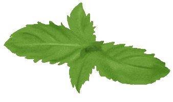 Wellness Mint Sticker