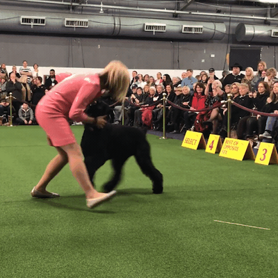 westminster dog show dogs GIF by Westminster Kennel Club