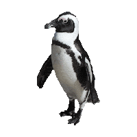 Penguin Sticker by imoji
