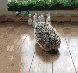 bowling hedgehog GIF
