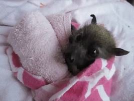 "Bat Lollies" Help Orphaned Bat With Teething