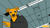 Shiba Inu Crypto GIF by MILLI