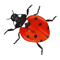 Ladybug Love Heart Sticker