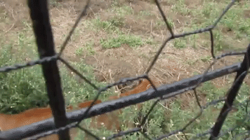 Playful Puma Runs Around in Rescue Center