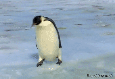 Wildlife gif. A penguin walks on ice which suddenly collapses underneath its feet as it flaps wildly in the water trying to get back up.