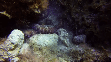 Sneaky Octopus Attempts To Steal Camera