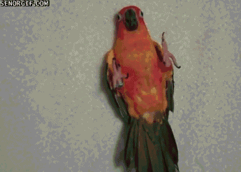 birds GIF by Cheezburger