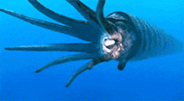 bbc squid GIF