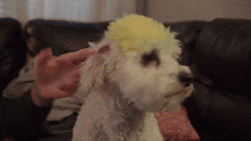 Sugar Sean O'Malley is Possessed!