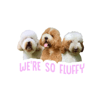 Weresofluffy Sticker by Z Giant Poodles
