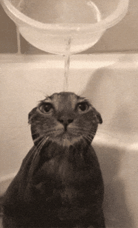 Cat Water GIF