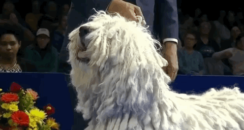 national dog show 2018 GIF by NBC